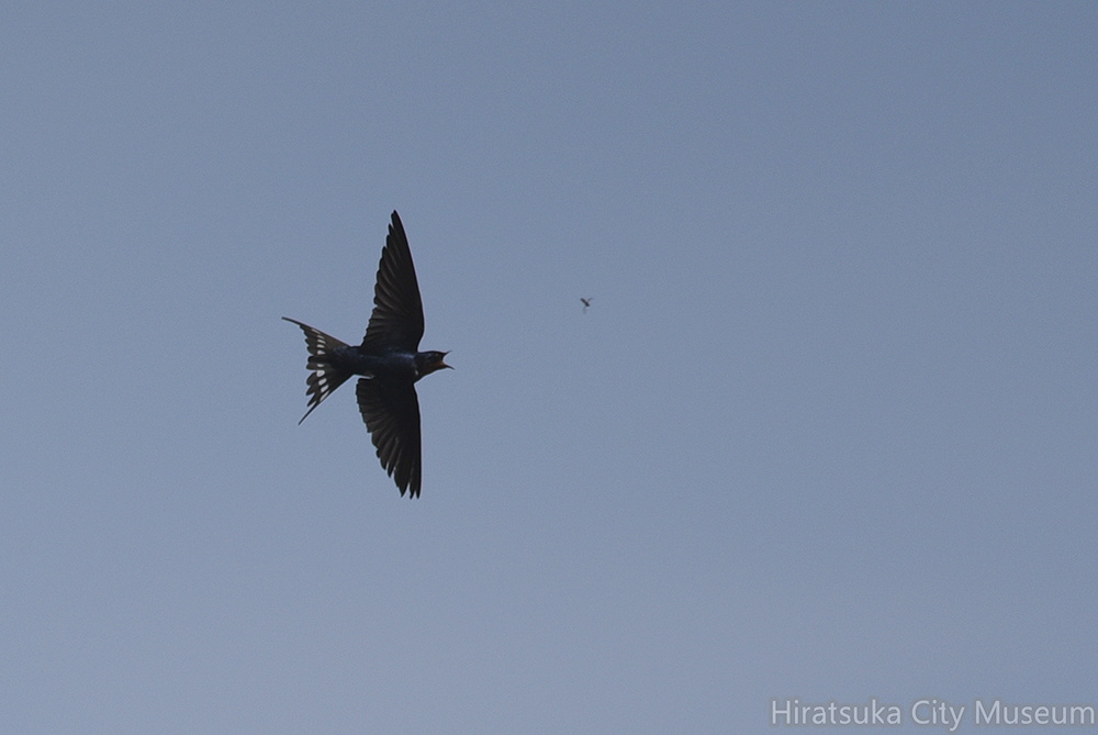 2016.03.23平塚0861ツバメ（撮影岡根武彦）