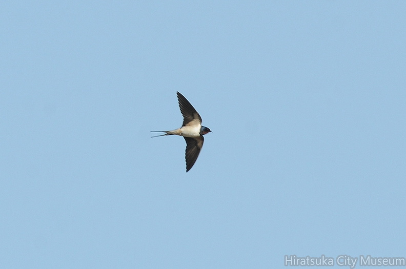 2013.03.21平塚ツバメ6（撮影　岡根武彦）.jpg