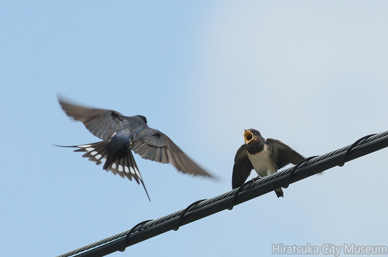 2013.07.19平塚ツバメ給餌1（撮影　岡根武彦）.jpg
