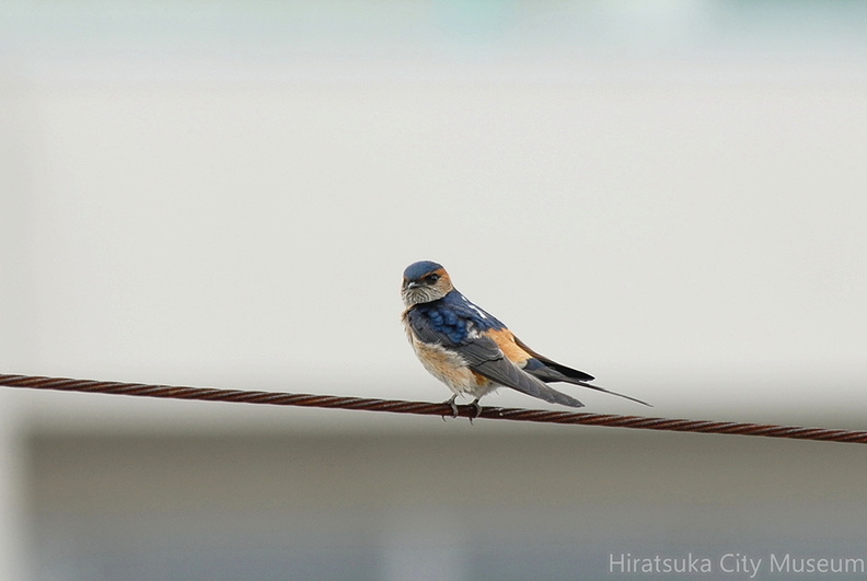 2008.05.18秦野コシアカツバメ2（撮影　岡根武彦）.jpg