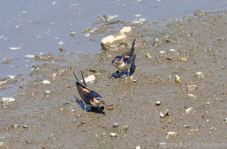 2015.05.02平塚コシアカツバメ（撮影　岡根武彦）.jpg
