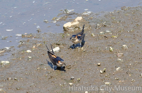 2015.05.02平塚コシアカツバメ（撮影　岡根武彦）