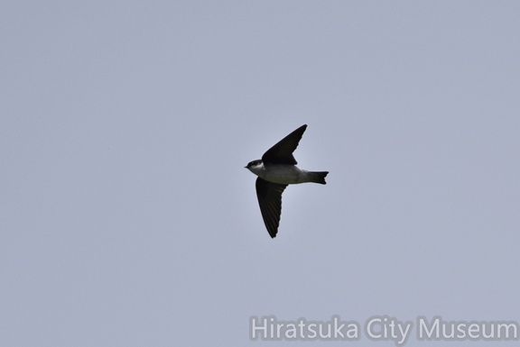 2016.04.06平塚イワツバメ（撮影　岡根武彦）