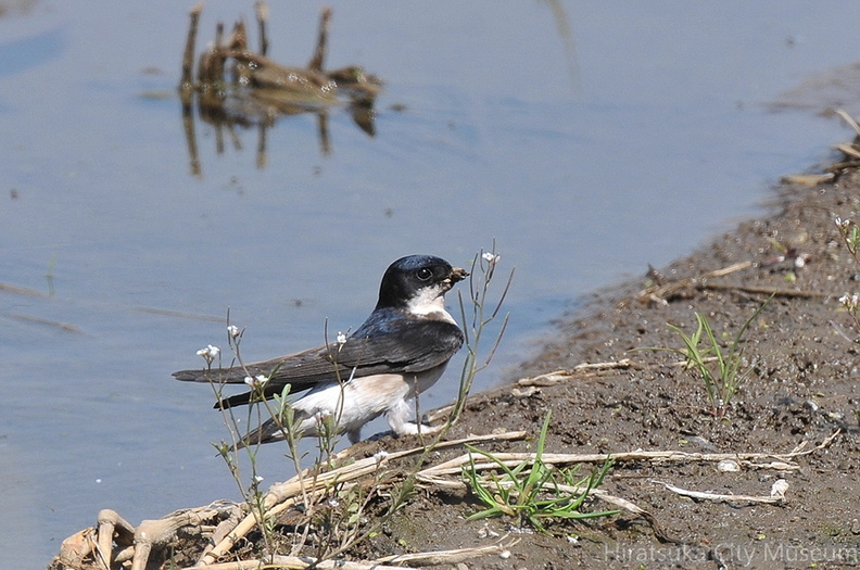 2009.04.09平塚イワツバメ3（撮影　岡根武彦）.jpg
