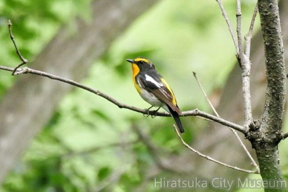 キビタキ若鳥♂2020.06.02秦野（撮影　鈴木真由美）
