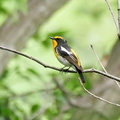 キビタキ若鳥♂2020.06.02秦野（撮影　鈴木真由美）