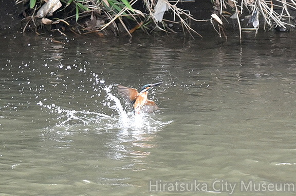 カワセミ♂2020.06.28平塚（撮影　岡根武彦）
