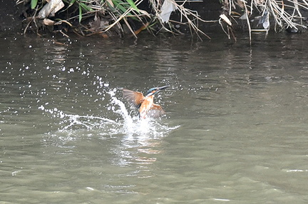 カワセミ♂2020.06.28平塚（撮影　岡根武彦）