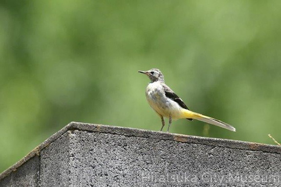 キセキレイ幼鳥2020.06.20平塚（撮影　岡根武彦）