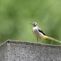 キセキレイ幼鳥2020.06.20平塚（撮影　岡根武彦）
