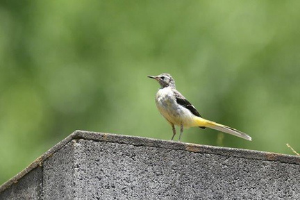 キセキレイ幼鳥2020.06.20平塚（撮影　岡根武彦）