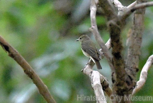 キビタキ♀2020.06.02平塚（撮影　岡根武彦）.jpg