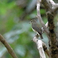 キビタキ♀2020.06.02平塚（撮影　岡根武彦）