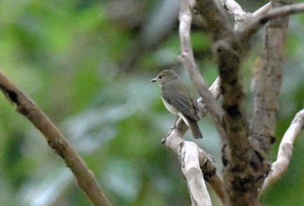キビタキ♀2020.06.02平塚（撮影　岡根武彦）