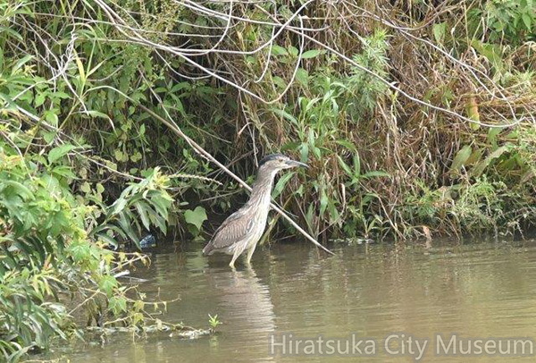 ゴイサギ若鳥2020.06.12平塚（撮影　岡根武彦）.jpg