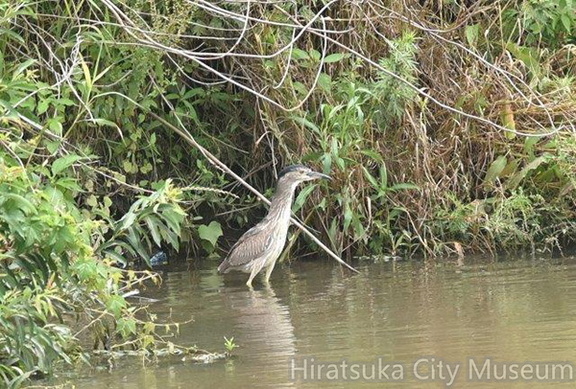 ゴイサギ若鳥2020.06.12平塚（撮影　岡根武彦）