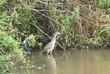 ゴイサギ若鳥2020.06.12平塚（撮影　岡根武彦）