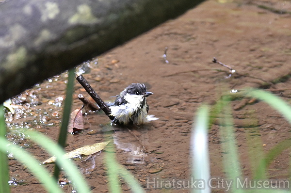 シジュウカラ幼鳥水浴び2020.06.26平塚（撮影　岡根武彦）.jpg