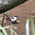 シジュウカラ幼鳥水浴び2020.06.26平塚（撮影　岡根武彦）