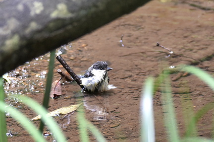 シジュウカラ幼鳥水浴び2020.06.26平塚（撮影　岡根武彦）