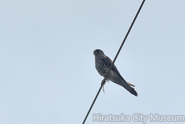 チョウゲンボウ♂2020.06.27平塚（撮影　岡根武彦）.jpg
