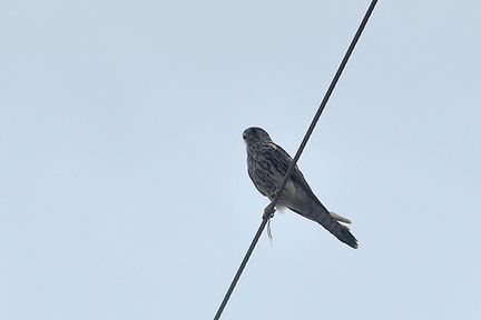 チョウゲンボウ♂2020.06.27平塚（撮影　岡根武彦）