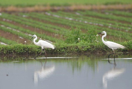 チュウサギ2020.06.04平塚（撮影　岡根武彦）