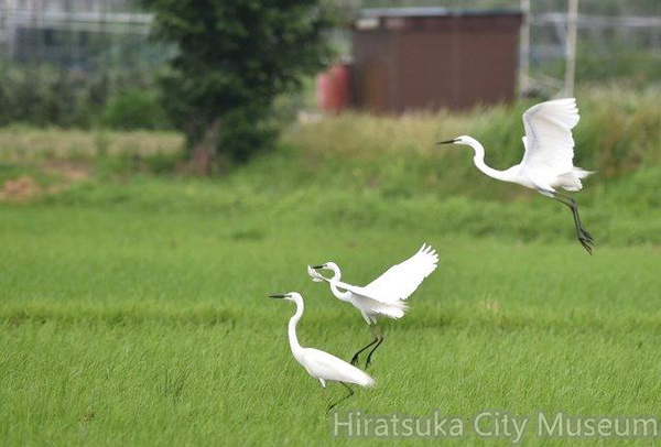 ダイサギ2020.06.18平塚（撮影　岡根武彦）.jpg