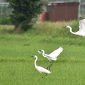 ダイサギ2020.06.18平塚（撮影　岡根武彦）