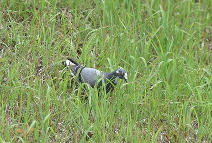 ドバト2020.06.04平塚（撮影　岡根武彦）