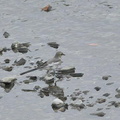 ハクセキレイ幼鳥2020.06.12平塚（撮影　岡根武彦）