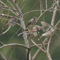 ムクドリ幼鳥2020.06.06平塚（撮影　岡根武彦）