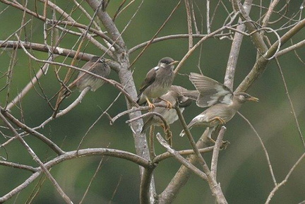 ムクドリ幼鳥2020.06.06平塚（撮影　岡根武彦）