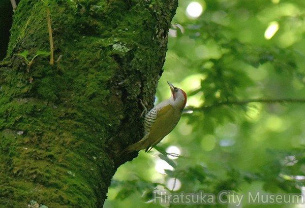 アオゲラ♂2020.06.02平塚（撮影　岡根武彦）.jpg
