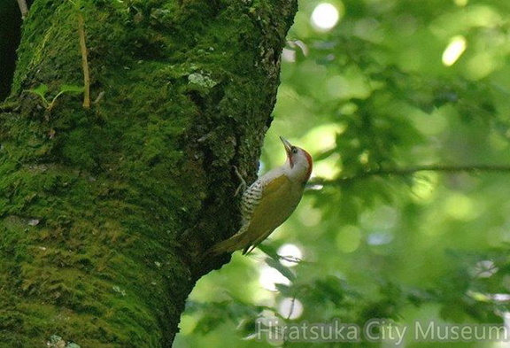 アオゲラ♂2020.06.02平塚（撮影　岡根武彦）