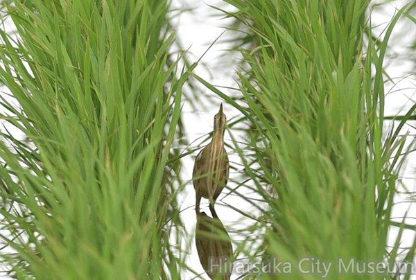 ヨシゴイ22020.06.24平塚（撮影　岡根武彦）.jpg