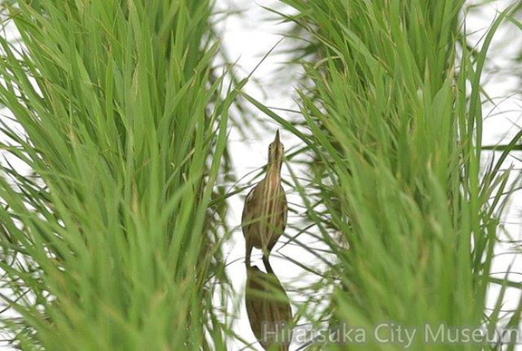 ヨシゴイ22020.06.24平塚（撮影　岡根武彦）