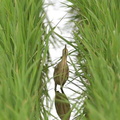 ヨシゴイ22020.06.24平塚（撮影　岡根武彦）