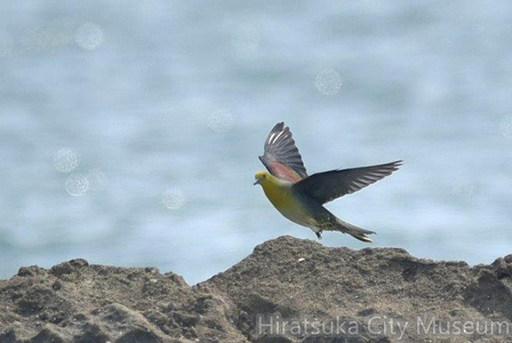 アオバト♂2020.06.21大磯（撮影　岡根武彦）
