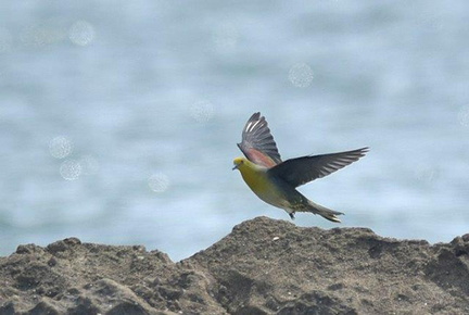 アオバト♂2020.06.21大磯（撮影　岡根武彦）