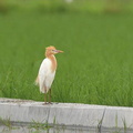 アマサギ2020.06.18平塚（撮影　岡根武彦）