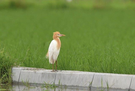 アマサギ2020.06.18平塚（撮影　岡根武彦）