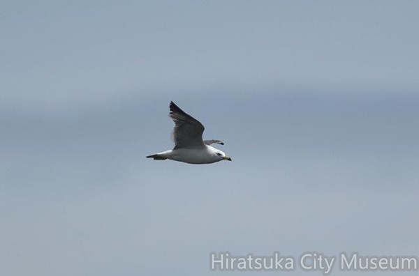 ウミネコ2020.06.23平塚（撮影　岡根武彦）.jpg