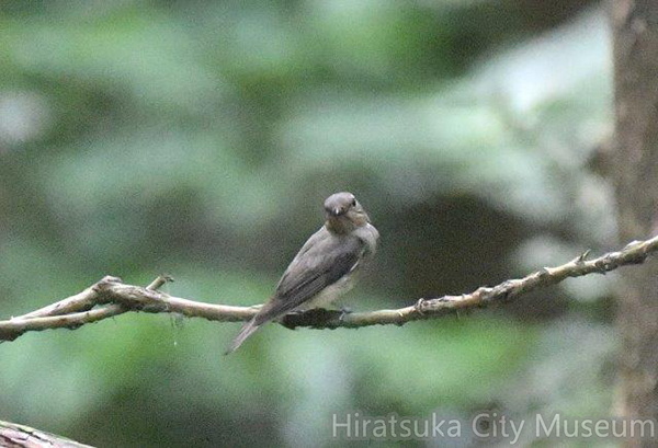 オオルリ♀2020.06.03平塚（撮影　岡根武彦）.jpg