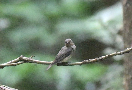 オオルリ♀2020.06.03平塚（撮影　岡根武彦）