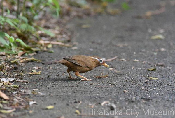 ガビチョウ2020.06.02平塚（撮影　岡根武彦）.jpg