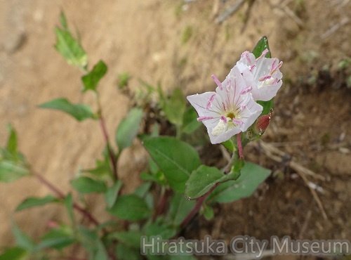 白いユウゲショウ2020.06.01平塚（撮影　松本富美江）.jpg