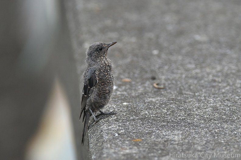 イソヒヨドリ幼鳥2020.07.24平塚（撮影　岡根武彦）.jpg