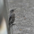イソヒヨドリ幼鳥2020.07.24平塚（撮影　岡根武彦）