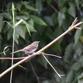 ウグイス2020.07.19平塚（撮影　岡根武彦）